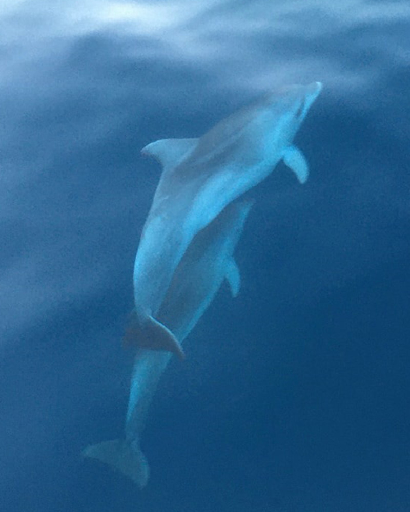 delfini-6